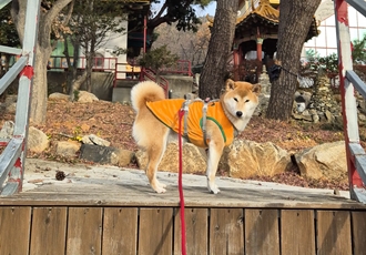 공실이자견 별이입니다