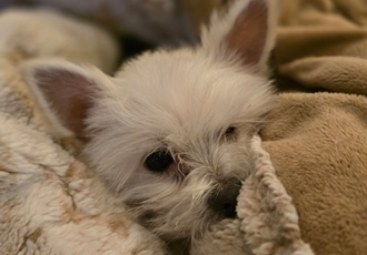 입양 5개월 차(익순이)