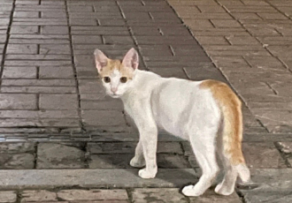 [쓰담쓰담] 사랑받던 오팔이가  도대체 왜?