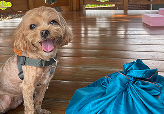 온느(봉봉이) 입양 2년 후기입니다:)