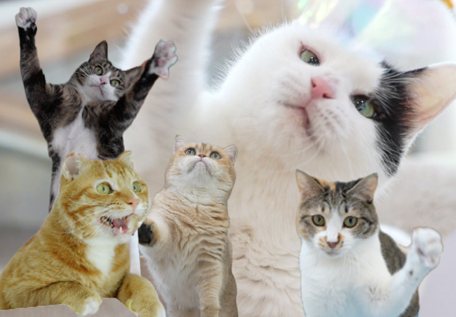 온캣 2026년 잘 될 고양이