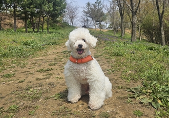 보령 빛돌이(송이)임보 10개월 일상