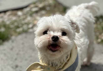 예티 임보 일주일