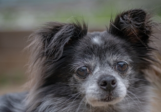 장탄씨 이야기 (#동자연_탄이) 입양 5주년