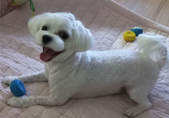 퐁이(구;강온이)가 온지 일년이 되었어요^^