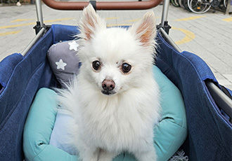 포옹이 유모차타고 이쁘게