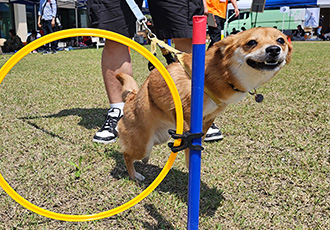 사탕이(구 수수) 우리집에 온지 2년 되었어요!