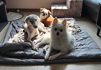 흰색 포옹이 회색 망고 시츄 토토 3가족