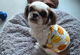 뽀야 ♡임시보호 1년차입니다