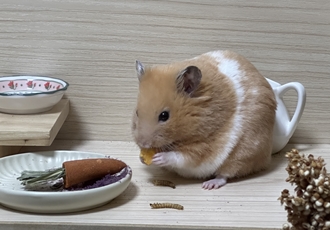 온스터 입양 3개월차!!