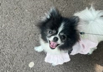 꼬미(구 퐁퐁) 우리집에 온지 1년 됐어요~