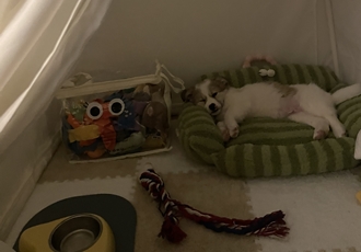 만복이 (모랑이) 일주일 적응기🙂