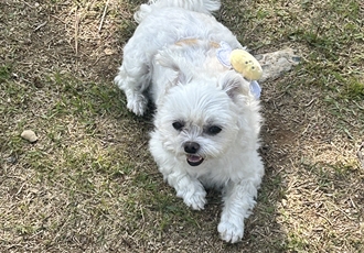 예뽕이 (소금이) 1년