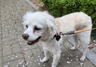 딩가(쵸쵸) 소식이요~