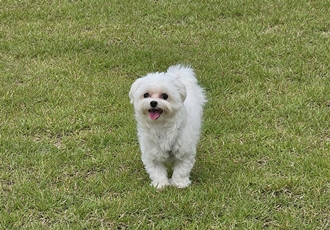 연두 (전 이름 다미) 입양 1년입니다 ദ്ദി・ᴗ・)✧