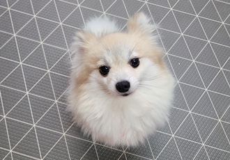 사랑이 1년된날~(뽀둥이)