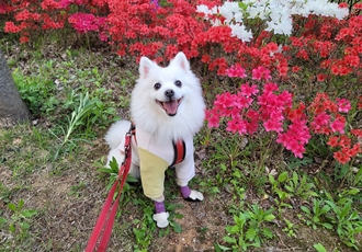 [입양5주년후기] 동화(구.바밤바) 소식 전해드려요~