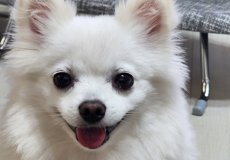 뽀미(구뽀얀이) 1년