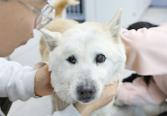 산불 현장에서 구조된 17살 노견 노랑이