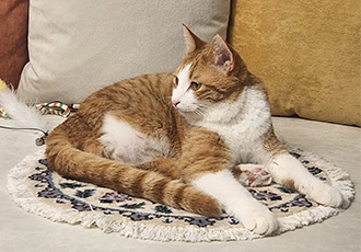 오들이 입양 일주일 후기