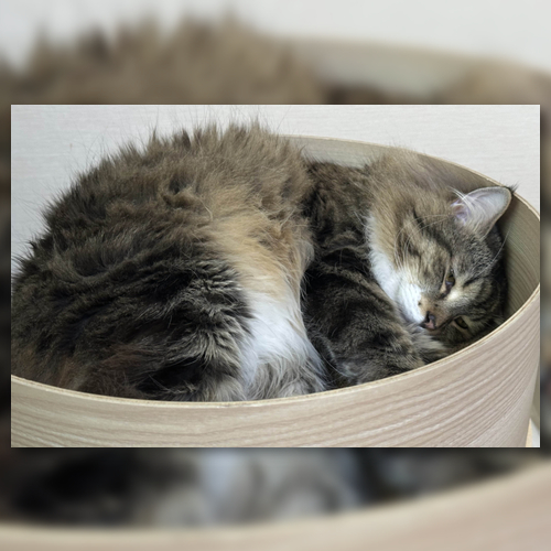 고양이 단이 팬분의 후원