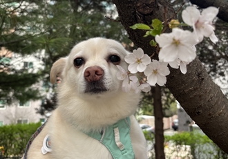 호두(데이지) 4주년일기