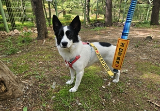 앤크 입양 1주년 후기