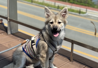 후추(대복이)랑 삼개월째 동거중