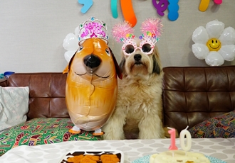 봉구의 10번째 생일 소식을 알려드립니다