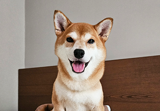 보리 입양 4주년이네요~