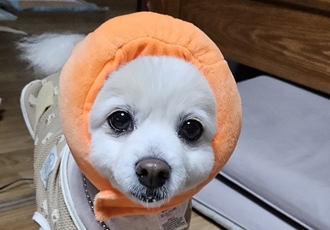 땅콩4년차(곤지암몽쉘)