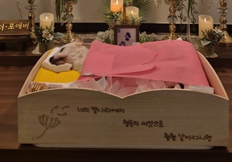 도비(랑이) 무지개 다리 건너 강아지별로 돌아갔습니다.