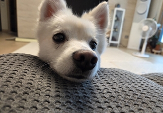 사랑둥이 다람이는 적응 완료!