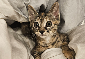 토란이의 1달 적응기