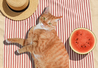 [신청마감] 고양이들과 함께하는 <온캣의 여름방학>🍉
