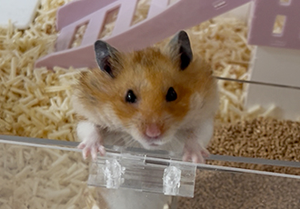 아마도 곧 2살 되는 온햄이