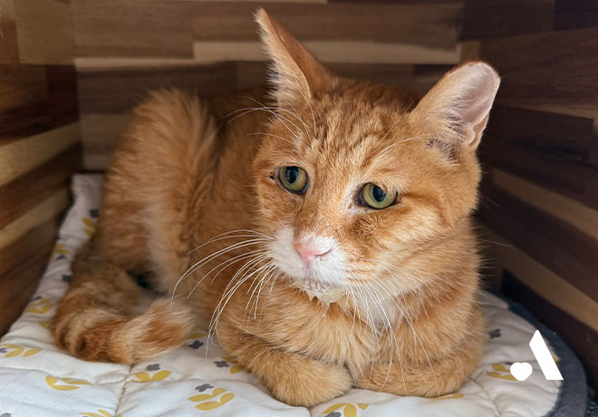 [부고] 고통을 묵묵히 견디던 티벳이 별이 되었습니다.