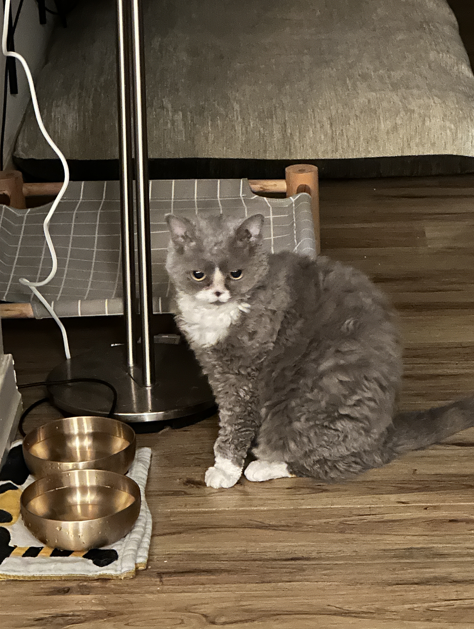 페퍼의 3개월 이야기