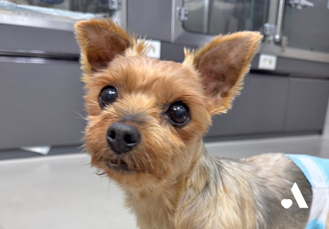 [부고] 미용학원 구조견 요정이가 별이 되었습니다.