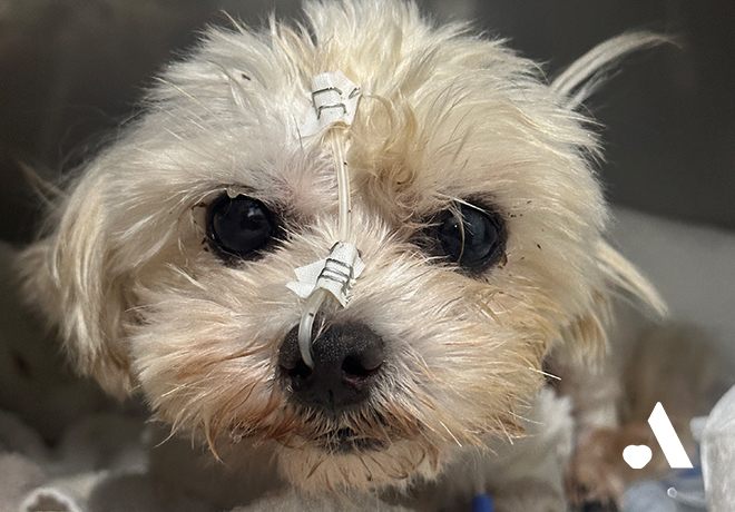 [건강소식] 미용학원 실습 구조견 뚜솜이 건강소식 전해드립니다. 