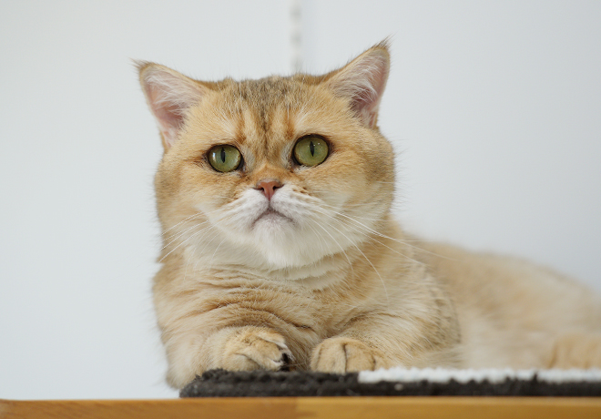 좋아하는 것이 많아지고 있는 ‘소빵이’