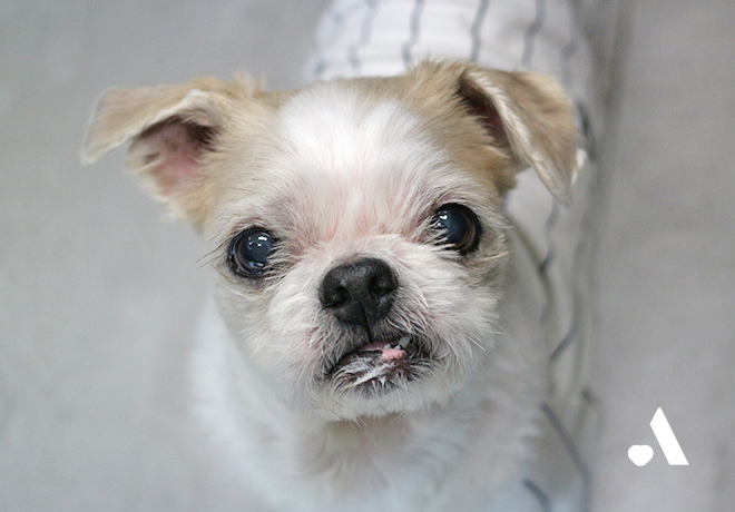 [부고] 온센터의 역사를 함께한 탱이가 무지개 다리를 건넜습니다.