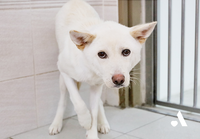 고통 속에서 새끼들을 지켜낸 꼬맘이