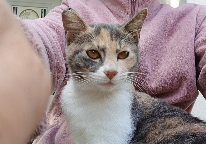 [C25-34 관외] 가족을 기다리는 '삼색이'