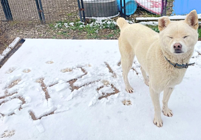 [동자연 지원단체 소개 1탄] 동물자유연대가 지원하는 보호소는 지금? 1️⃣ 제주 제제프렌즈 