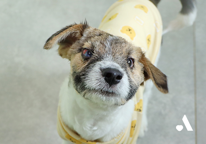 얼굴이 크게 다친 채 방치되었던 세온이