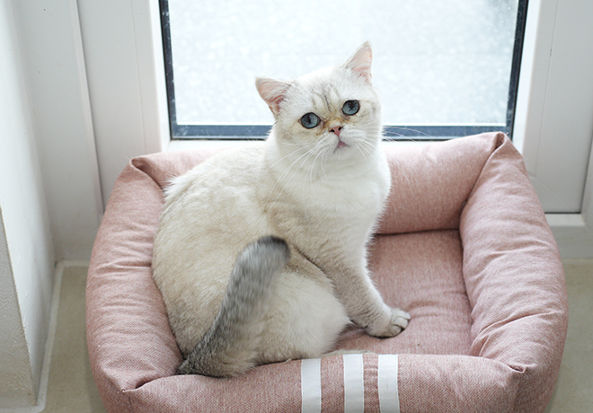 울산 불법 번식장 구조묘들①