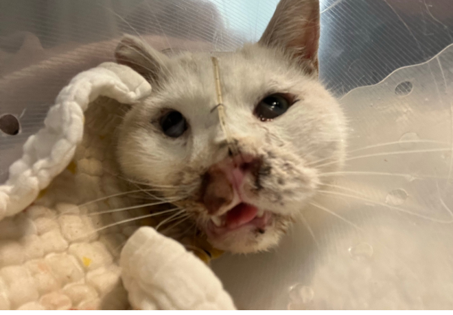 [동물 구조] 의정부시, 교통사고 추정 고양이 구조