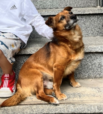 ﻿반려견 콩이 가족의 후원