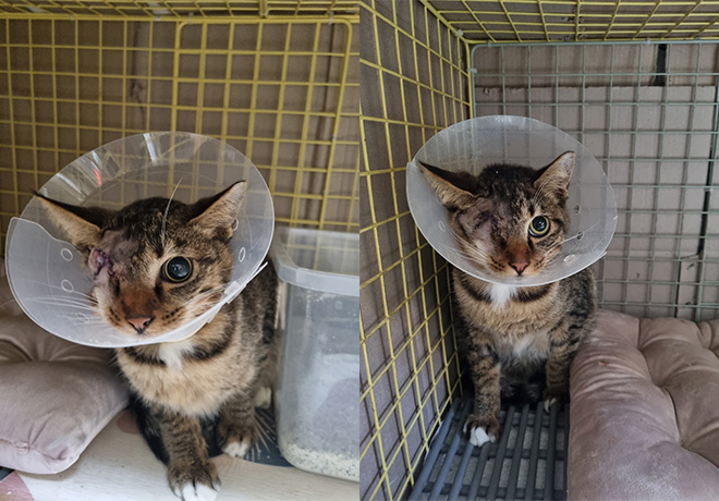 [C25-31 관외] 눈과 뺨을 물려 구조된 '춘식이'